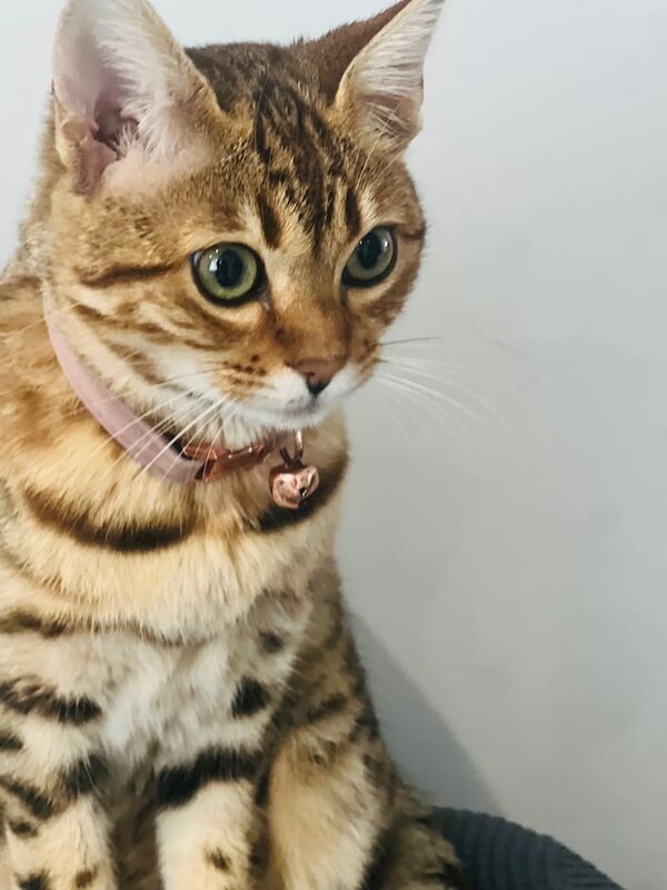 Pure Breed Bengal Cat looking for a new family for sale in Uxbridge, Greater London - Image 2