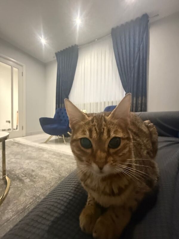 Pure Breed Bengal Cat looking for a new family for sale in Uxbridge, Greater London - Image 3