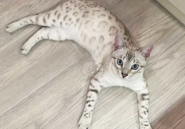 Pure female bengal cat for sale in Birmingham, West Midlands