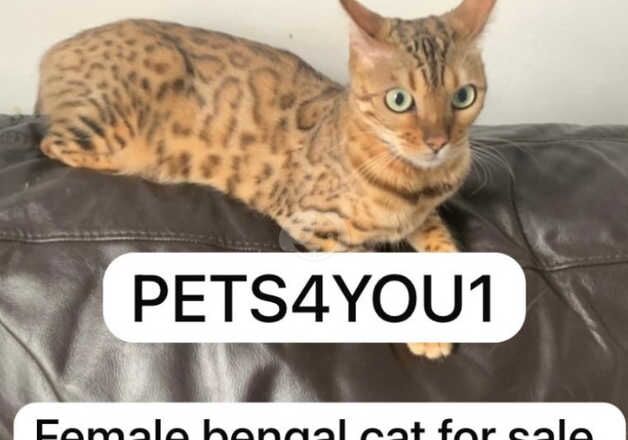 Bengals for sale in Birmingham, West Midlands