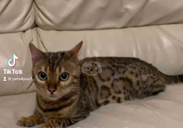 Bengal Kittens for sale in West Midlands