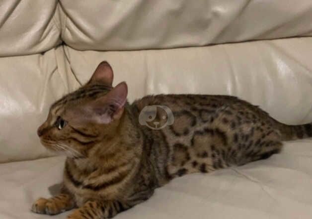 Bengal Kittens for sale