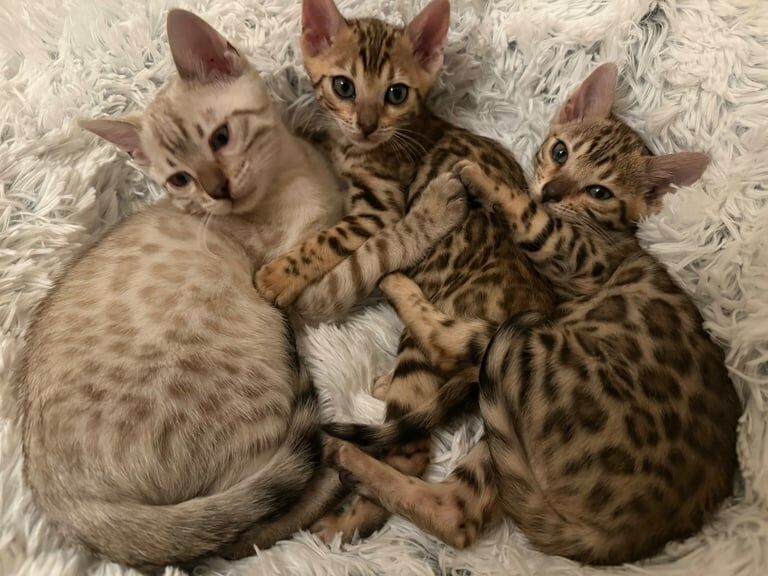 Pure Pedigree Bengal Kittens for sale in Camden Town, Camden, Greater London