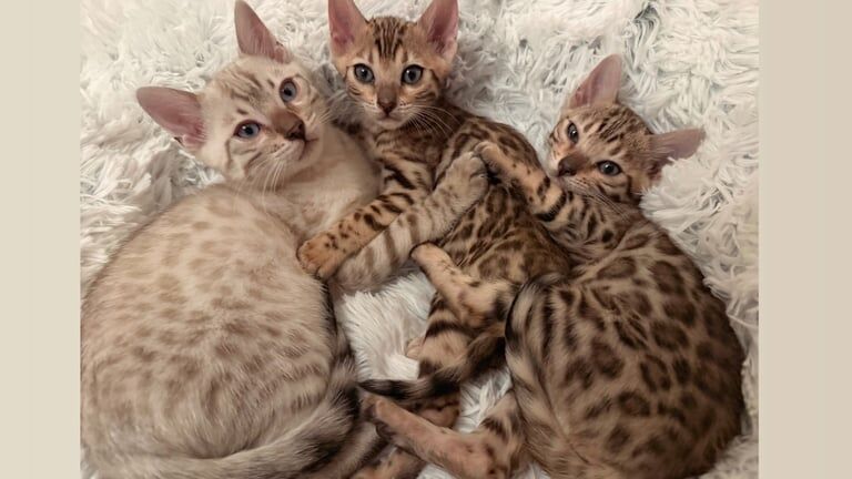 Pure Pedigree Bengal Kittens for sale in Camden Town, Camden, Greater London - Image 2