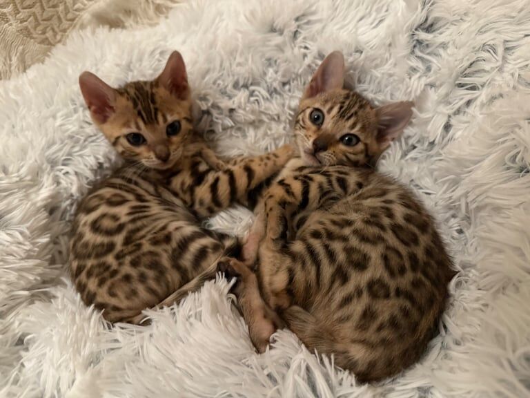 Pure Pedigree Bengal Kittens for sale in Camden Town, Camden, Greater London - Image 3