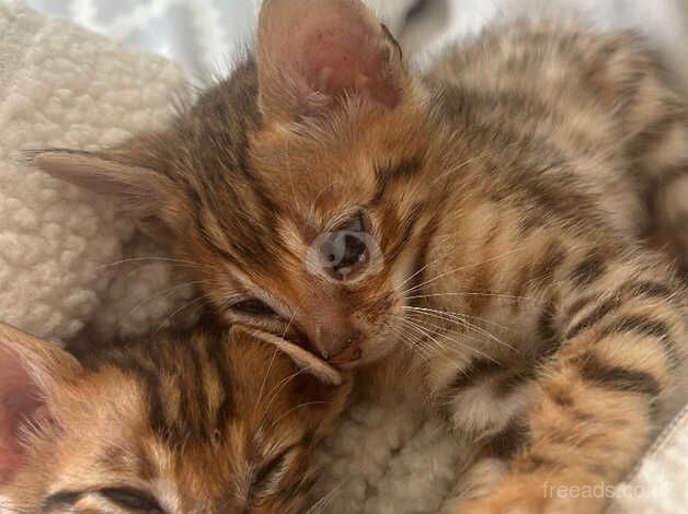 Pure pedigree bengal kittens for sale in Beckenham, London - Image 1