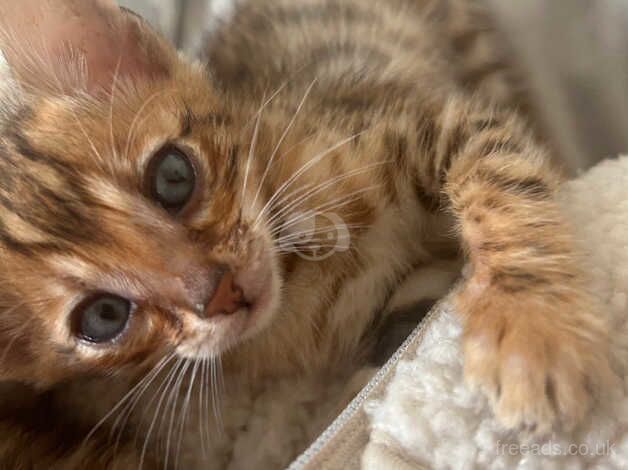 Bengals for sale in Beckenham, London