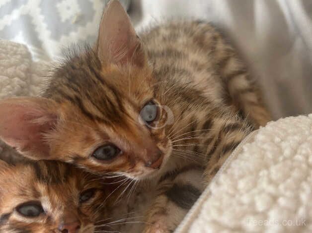 Bengal Kittens for sale in London