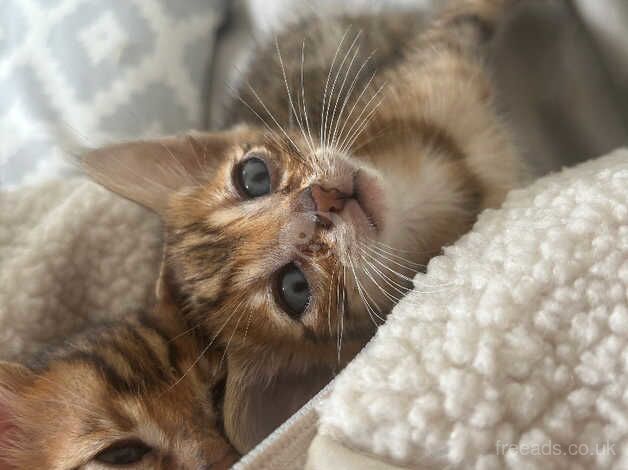 Pure pedigree bengal kittens for sale in Beckenham, London - Image 5