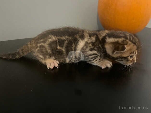 Purebred bengal kittens for sale in Hartlepool, County Durham - Image 1