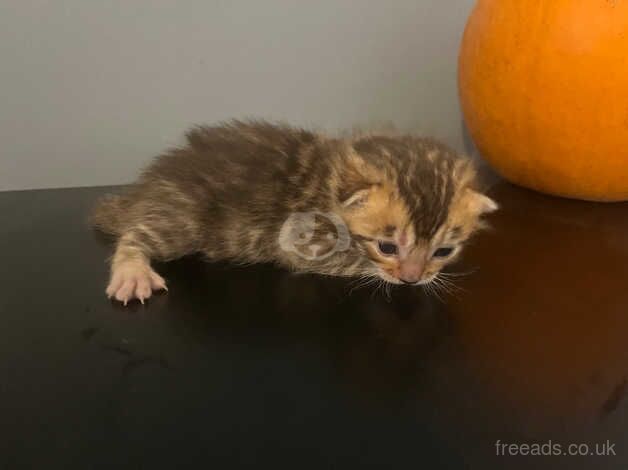 Purebred bengal kittens for sale in Hartlepool, County Durham - Image 2