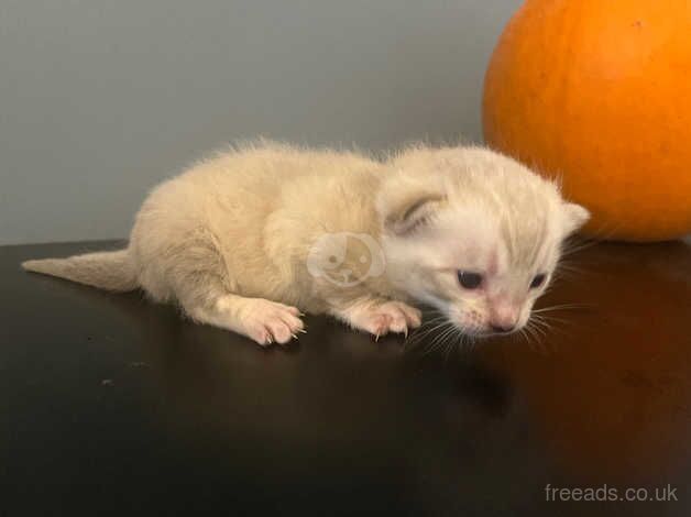 Bengal Kittens for sale in County Durham