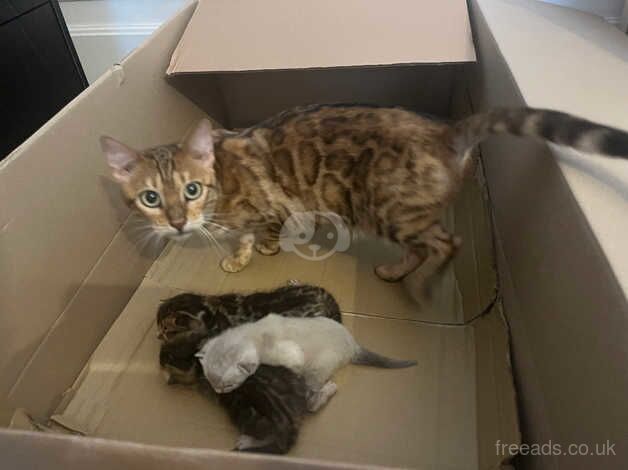 Bengal Kittens for sale