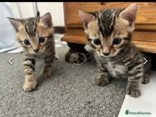 Rare Bengal Kittens for sale in Maidstone, Kent - Image 1