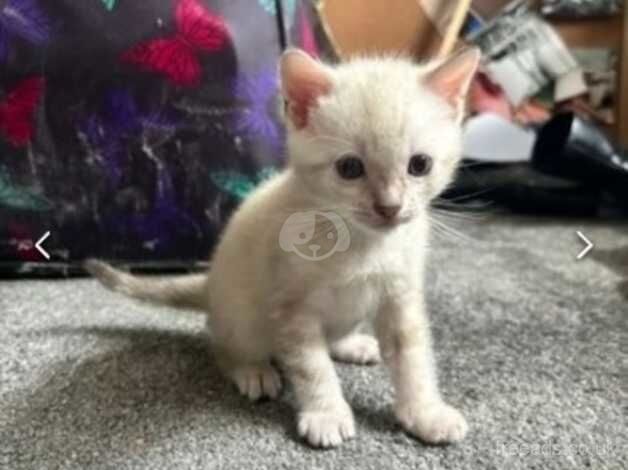 Rare Bengal Kittens for sale in Maidstone, Kent - Image 2