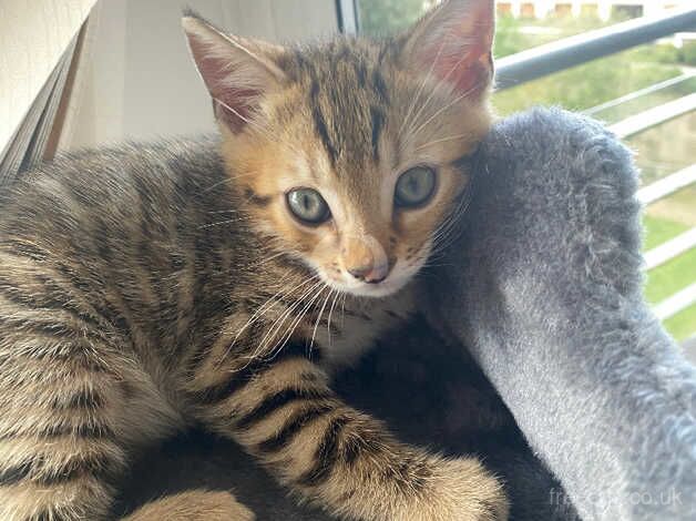 Bengal Kittens for sale in Kent