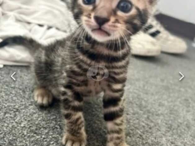 Bengal Kittens for sale