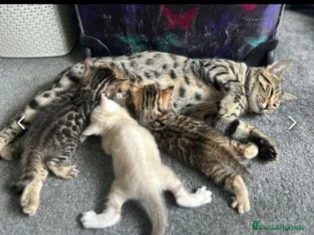 Rare Bengal Kittens for sale in Maidstone, Kent - Image 5