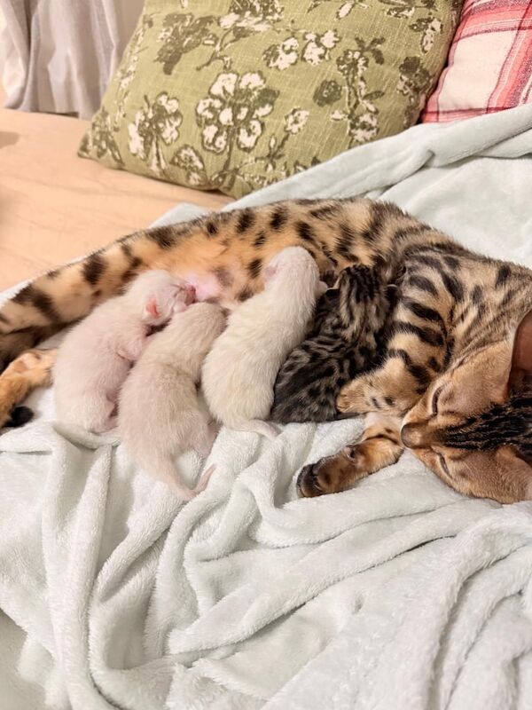 ✨RARE PURE PEDIGREE SNOW/SILVER/ BENGAL KITTENS – GLITTER COATS & HALAL RAW-FED! 🐾 SW LONDON for sale in Putney, Greater London