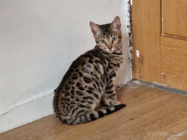 Ready now Bengal x Savannah for sale in Bradford, West Yorkshire