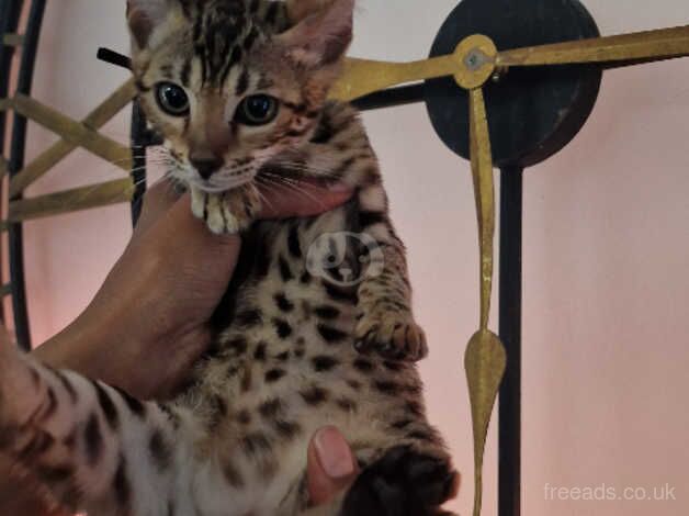 Ready now Bengal x Savannah for sale in Bradford, West Yorkshire - Image 2