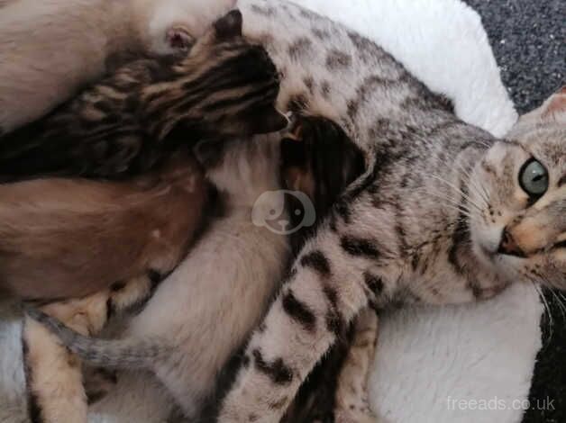 Bengal Kittens for sale