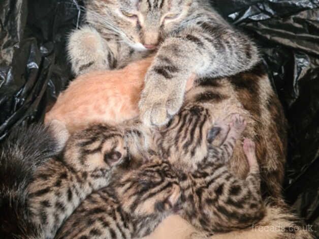 **REDUCED**Beautiful bengal kittens for sale in Bradford, West Yorkshire - Image 2