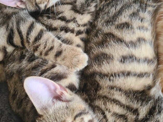 **REDUCED**Beautiful bengal kittens for sale in Bradford, West Yorkshire - Image 3