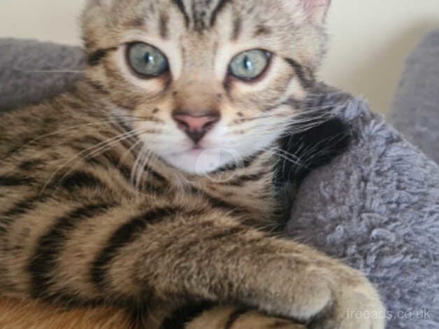 **REDUCED**Beautiful bengal kittens for sale in Bradford, West Yorkshire - Image 4