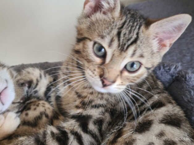 **REDUCED**Beautiful bengal kittens for sale in Bradford, West Yorkshire - Image 5