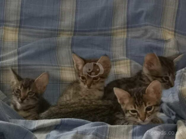 SBT SAVANNAH KITTENS for sale in Sheffield, South Yorkshire - Image 1