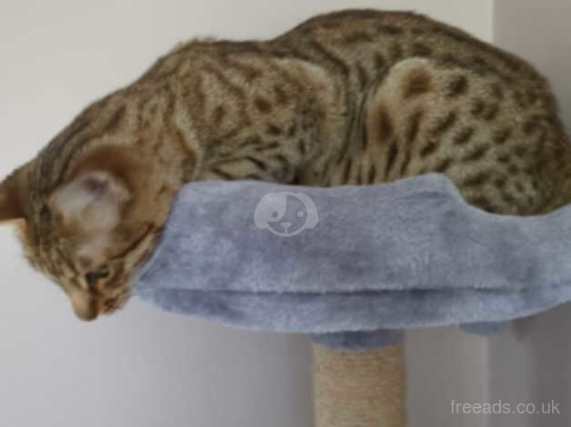 Bengal Kittens for sale in South Yorkshire