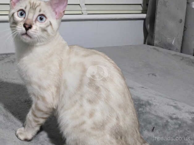 Seal lynx snow bengal boy for sale in Manchester, Greater Manchester