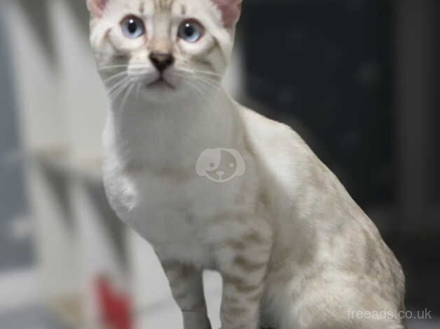 Seal lynx snow bengal boy for sale in Manchester, Greater Manchester - Image 3