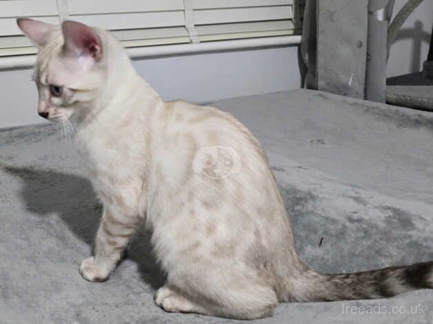 Seal lynx snow bengal boy for sale in Manchester, Greater Manchester - Image 4