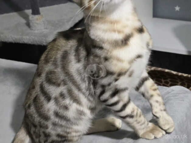 Silver bengal boy for sale in Manchester, Greater Manchester