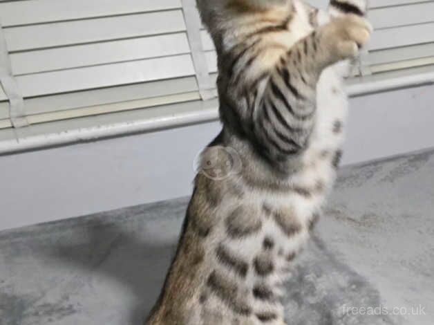 Bengals for sale in Manchester, Greater Manchester