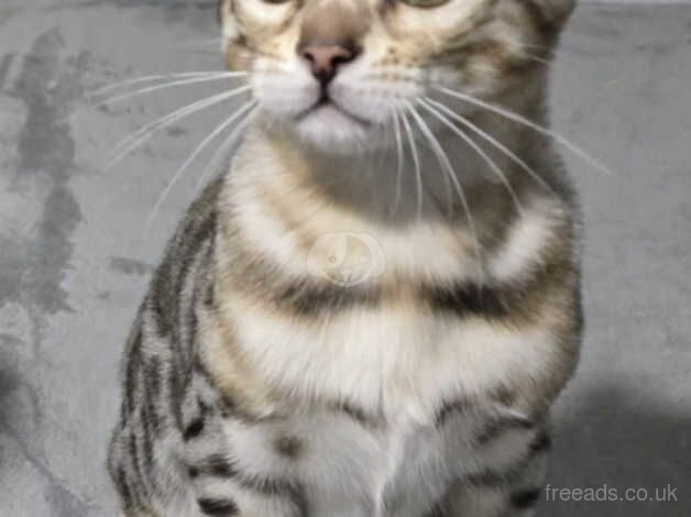 Silver bengal boy for sale in Manchester, Greater Manchester - Image 3