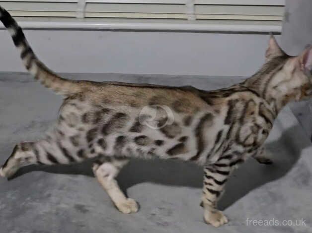 Silver bengal boy for sale in Manchester, Greater Manchester - Image 4