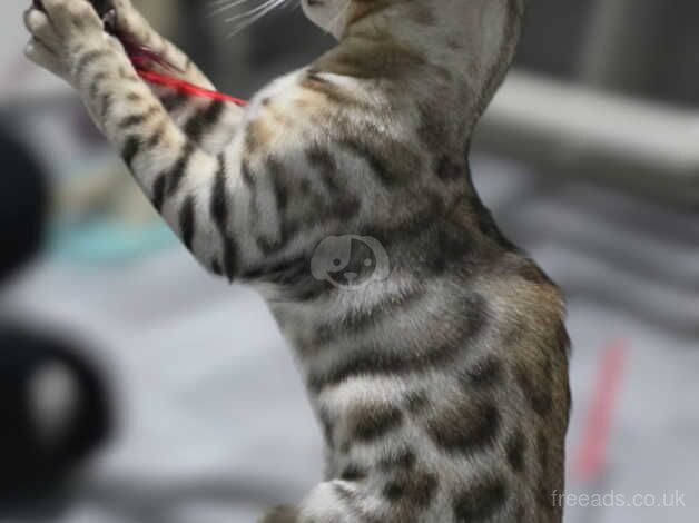 Silver bengal boy for sale in Manchester, Greater Manchester - Image 5