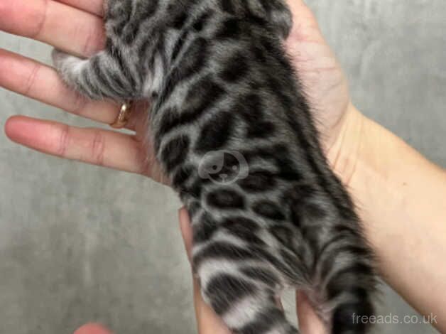 Silver Bengal Girl ready for reservation for sale in Southampton, Hampshire