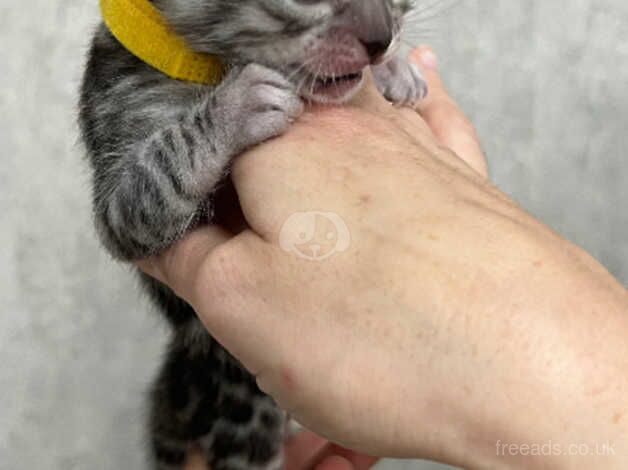 Silver Bengal Girl ready for reservation for sale in Southampton, Hampshire - Image 2