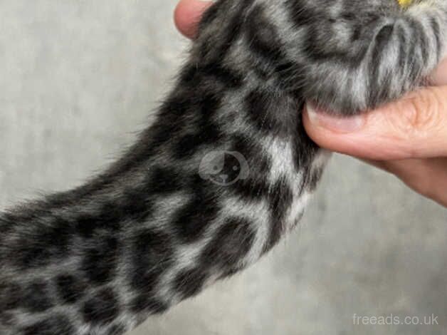 Silver Bengal Girl ready for reservation for sale in Southampton, Hampshire - Image 3