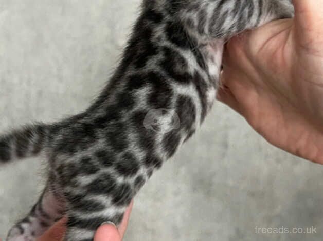 Silver Bengal Girl ready for reservation for sale in Southampton, Hampshire - Image 4