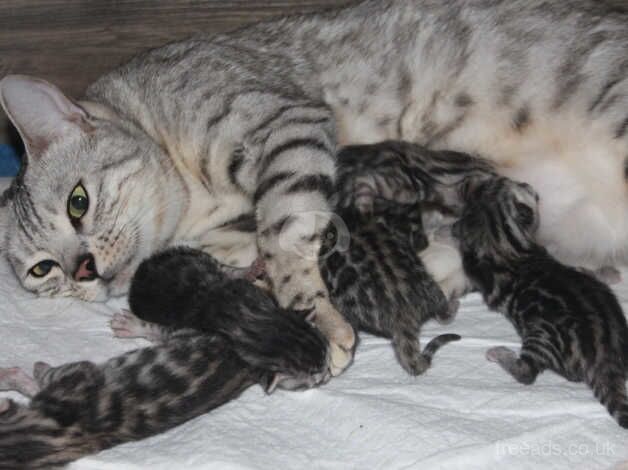 Silver Bengal Girl ready for reservation for sale in Southampton, Hampshire - Image 5