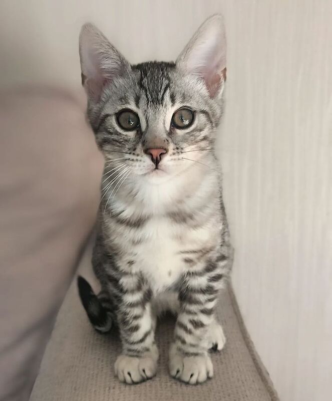 Silver Bengal kitten for sale in Sheffield, South Yorkshire