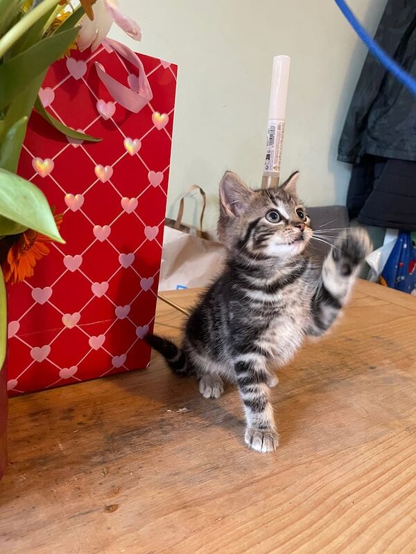 Six wonderful bengal cross kittens for sale in Brentford, Greater London