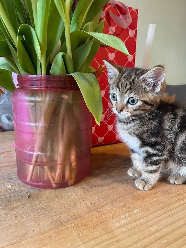 Six wonderful bengal cross kittens for sale in Brentford, Greater London - Image 2