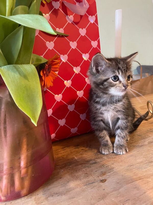 Six wonderful bengal cross kittens for sale in Brentford, Greater London - Image 3