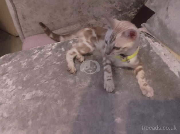 Snow bengal female for sale in Camden Town, Camden, Greater London - Image 1